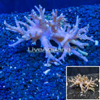 Sinularia Leather Coral Vietnam (click for more detail)