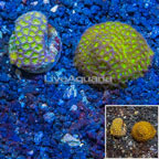 LiveAquaria® Two Pack Cultured Cyphastrea Frag (click for more detail)