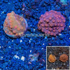 LiveAquaria® Two Pack Cultured Cyphastrea Frag (click for more detail)