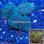 LiveAquaria® Three Pack Cultured Sympodium Coral (click for more detail)