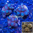 LiveAquaria® Three Pack Cultured Zoanthus Coral (click for more detail)