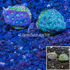 LiveAquaria® Two Pack Cultured Favites Coral (click for more detail)