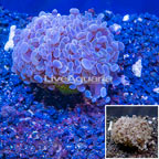 LiveAquaria® Cultured Hammer Coral (click for more detail)