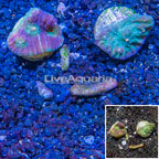 LiveAquaria® Two Pack Cultured Ultra Chalice Coral (click for more detail)