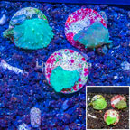 LiveAquaria® Three Pack Cultured Cabbage Leather Coral (click for more detail)