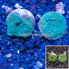 LiveAquaria® Two Pack Cultured Montipora Coral (click for more detail)