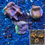 LiveAquaria® Three Pack Cultured Blue Ridge Coral (click for more detail)
