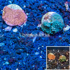 LiveAquaria® Two Pack Cultured Montipora Coral (click for more detail)