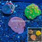 LiveAquaria® Three Pack Cultured Ultra Chalice Coral (click for more detail)