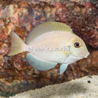 Epaulette Surgeonfish (click for more detail)