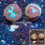 LiveAquaria® Two Pack Cultured Blastomussa Coral (click for more detail)