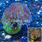 LiveAquaria® Cultured Torch Coral (click for more detail)