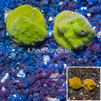 LiveAquaria® Two Pack Cultured Psammacora Coral (click for more detail)