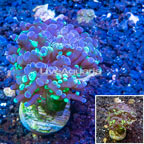 LiveAquaria® Cultured Hammer Coral (click for more detail)