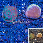 LiveAquaria® Two Pack Cultured Montipora Coral (click for more detail)