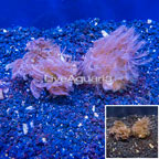 LiveAquaria® Two Pack Cultured Anthelia Coral (click for more detail)