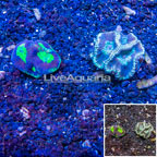 LiveAquaria® Two Pack Cultured Goniastrea Coral (click for more detail)