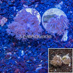 LiveAquaria® Two Pack Cultured Xenia Coral (click for more detail)