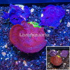 LiveAquaria® Three Pack Cultured Photosynthetic Plating Red and Blue Sponges (click for more detail)