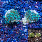LiveAquaria® Two Pack Cultured Galaxea Coral (click for more detail)