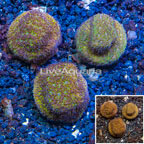 LiveAquaria® Three Pack Cultured Leptoseris Coral (click for more detail)