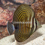 Sailfin Tang, Desjardini (click for more detail)