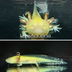 Gold Axolotl, GFP (click for more detail)