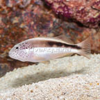 Freckled Hawkfish  (click for more detail)