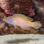 Golden Rhomboidalis Wrasse, Female (click for more detail)