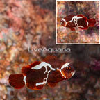 Peacekeeper Maroon Clownfish (click for more detail)