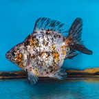Calico Ryukin Goldfish (click for more detail)