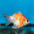 Oranda Ryukin Goldfish (click for more detail)