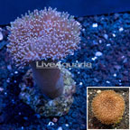Toadstool Leather Coral Indonesia (click for more detail)