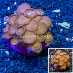 Protopalythoa Coral Indonesia (click for more detail)