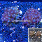 Two Pack Zoanthus Coral Indonesia (click for more detail)