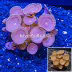Protopalythoa Coral Indonesia (click for more detail)
