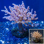 Pineapple Tree Coral Indonesia (click for more detail)