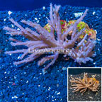 Tree Coral Indonesia (click for more detail)