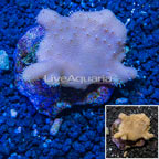 Devil's Hand Leather Coral Indonesia (click for more detail)