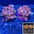 Two Pack Protopalythoa Coral Indonesia (click for more detail)