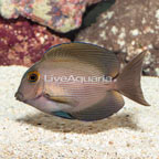Orange Stripe Bristletooth Tang (click for more detail)