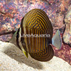 Sailfin Tang, Desjardini (click for more detail)