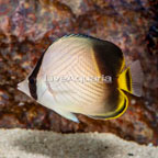 Vagabond Butterflyfish (click for more detail)