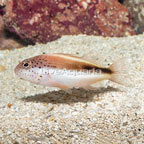 Freckled Hawkfish  (click for more detail)