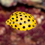 Cubicus Boxfish EXPERT ONLY (click for more detail)