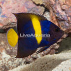 Asfur Angelfish (click for more detail)