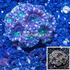 LiveAquaria® Cultured Acan Lord Coral (click for more detail)