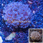 LiveAquaria® Cultured Hammer Coral (click for more detail)