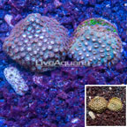 LiveAquaria® Two Pack Cultured Cyphastrea Frag (click for more detail)