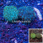 LiveAquaria® Two Pack Cultured Galaxea Coral (click for more detail)
